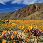 Image result for Desert Wildflowers