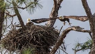 Image result for Bald Eagle Nest