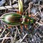 Image result for carabus_auratus