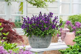 Image result for Salvia greggii Mirage Violet
