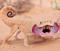 Image result for Cool Animals