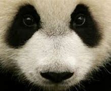 Image result for Panda Close Up