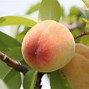 Image result for Peach Fruit Color
