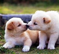 Image result for Puppy Kisses