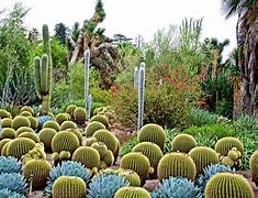 Image result for California Desert Cactus