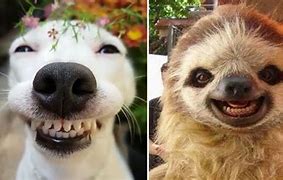 Image result for Funny Animal Smiles
