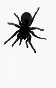 Image result for Spider Web Phone Case