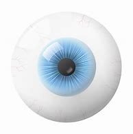 Image result for Eye Globe Anatomy
