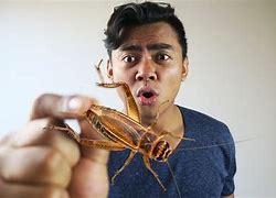 Image result for Eat Crickets