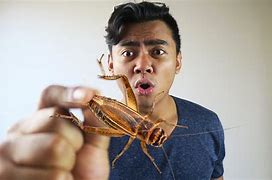 Image result for Crickets Outside Eating Cat Food