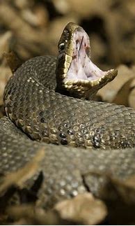 Image result for Identify Poisonous Snakes