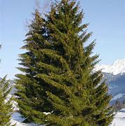 Image result for Picea abies Kitzbühler Alpenhexe