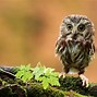 Image result for Real Baby Owls