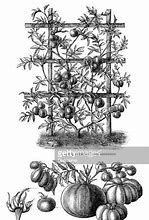 Image result for Different Tomato Plants