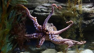 Image result for What Is the Biggest Octopus in the World