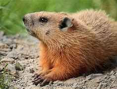 Image result for Groundhog Stuffed Animal