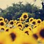 Image result for Sunflower Aesthetic Wallpaper Horizontal