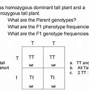 Image result for What Is Homozygous Dominanty