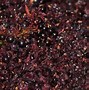 Image result for Woot Pinot Noir D'ONTSPILLE BLACK