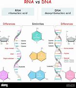 Image result for DNA vs RNA Synthesis