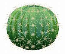 Image result for Barrel Cactus Clip Art