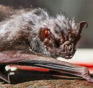 Image result for Vampire Bats Facts