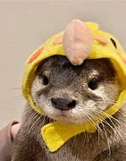 Image result for Otter W a Hat