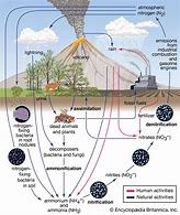 Image result for Nitrogen Cycle Process