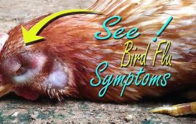 Image result for Chicken Bird Flu