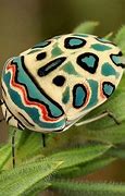 Image result for Exotic Insects