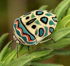 Image result for Insects From the Top