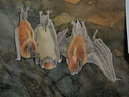 Image result for Old Bat Paintings