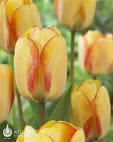 Image result for Tulipa Beauty of Spring