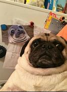 Image result for Small Pug Meme