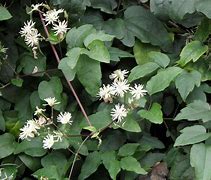 Image result for Clematis flammula