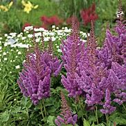 Image result for Astilbe chinensis Little Visions Purple