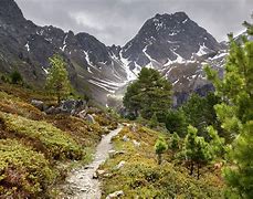 Image result for Alpine Forest