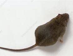 Image result for Mice Tail