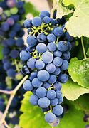 Image result for Grape Seeds for Consumption