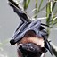 Image result for Fruit Bat Flying