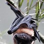 Image result for Hybrid Fruit Bat