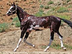 Image result for Azteca Horse Trot