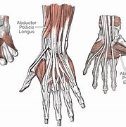 Image result for Thumb Opposition Muscles