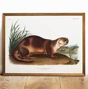 Image result for Retro Otters