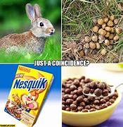 Image result for Bunny Poop Memes