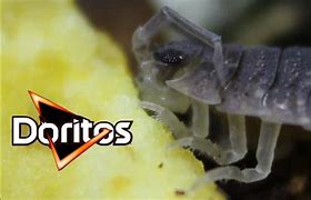 Image result for Isopods Doritoes