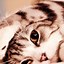 Image result for Cat Wallpaper for Phone