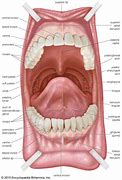 Image result for Anatomy of Human Mouth