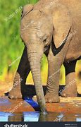 Image result for Baby Elephant Drinking Water