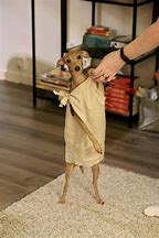 Image result for Dobby Dog Costume
